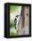 Downy Woodpecker-Gary Carter-Framed Premier Image Canvas