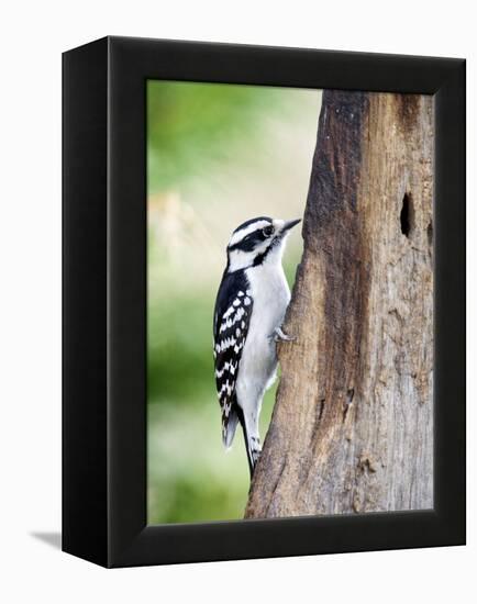 Downy Woodpecker-Gary Carter-Framed Premier Image Canvas