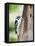 Downy Woodpecker-Gary Carter-Framed Premier Image Canvas