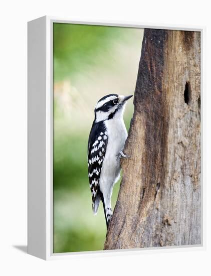 Downy Woodpecker-Gary Carter-Framed Premier Image Canvas