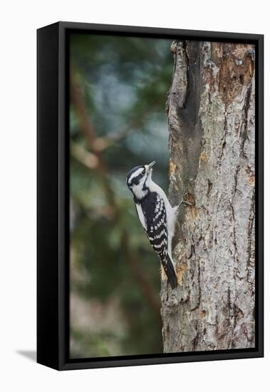 Downy Woodpecker-Gary Carter-Framed Premier Image Canvas