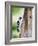 Downy Woodpecker-Gary Carter-Framed Photographic Print