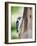 Downy Woodpecker-Gary Carter-Framed Photographic Print