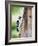 Downy Woodpecker-Gary Carter-Framed Photographic Print