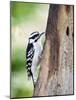 Downy Woodpecker-Gary Carter-Mounted Photographic Print