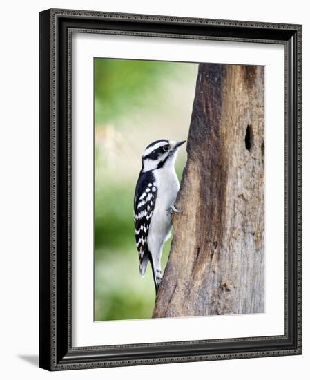 Downy Woodpecker-Gary Carter-Framed Photographic Print