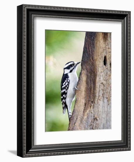 Downy Woodpecker-Gary Carter-Framed Photographic Print