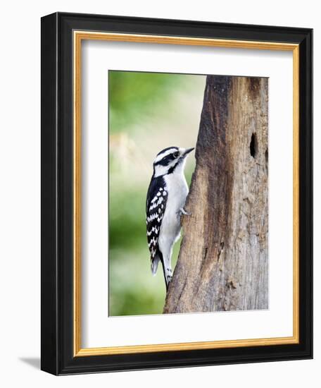 Downy Woodpecker-Gary Carter-Framed Photographic Print