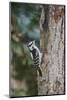 Downy Woodpecker-Gary Carter-Mounted Photographic Print