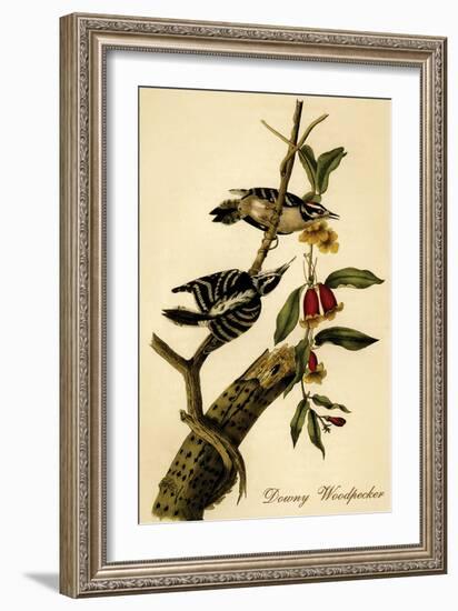 Downy Woodpecker-John James Audubon-Framed Art Print