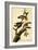Downy Woodpecker-John James Audubon-Framed Art Print
