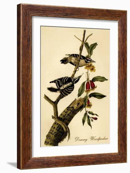 Downy Woodpecker-John James Audubon-Framed Art Print