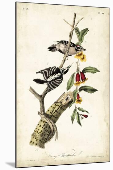 Downy Woodpecker-John James Audubon-Mounted Art Print