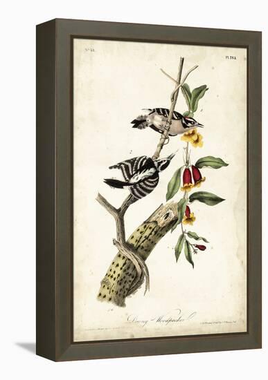 Downy Woodpecker-John James Audubon-Framed Stretched Canvas