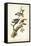 Downy Woodpecker-John James Audubon-Framed Stretched Canvas