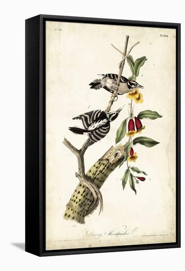 Downy Woodpecker-John James Audubon-Framed Stretched Canvas