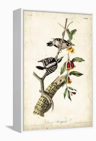 Downy Woodpecker-John James Audubon-Framed Stretched Canvas