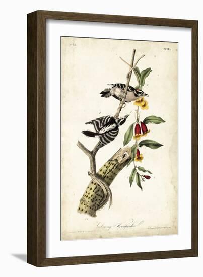 Downy Woodpecker-John James Audubon-Framed Art Print