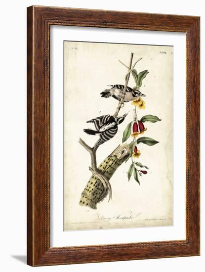 Downy Woodpecker-John James Audubon-Framed Art Print