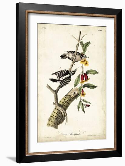 Downy Woodpecker-John James Audubon-Framed Art Print