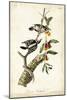 Downy Woodpecker-John James Audubon-Mounted Art Print