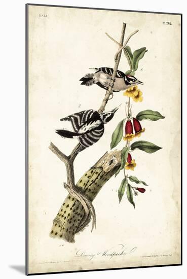 Downy Woodpecker-John James Audubon-Mounted Art Print