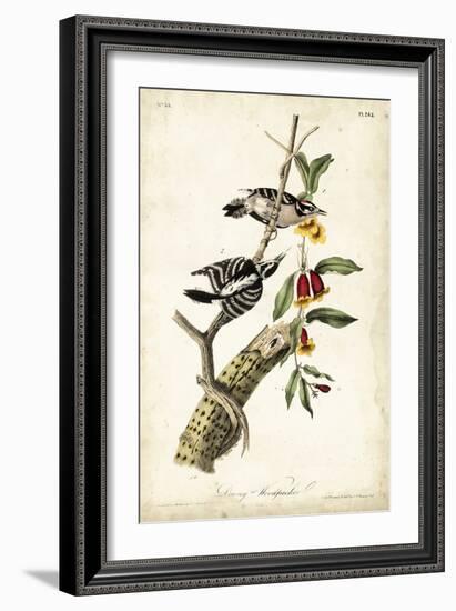 Downy Woodpecker-John James Audubon-Framed Art Print