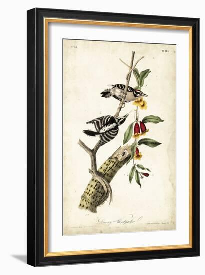 Downy Woodpecker-John James Audubon-Framed Art Print