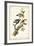 Downy Woodpecker-John James Audubon-Framed Premium Giclee Print