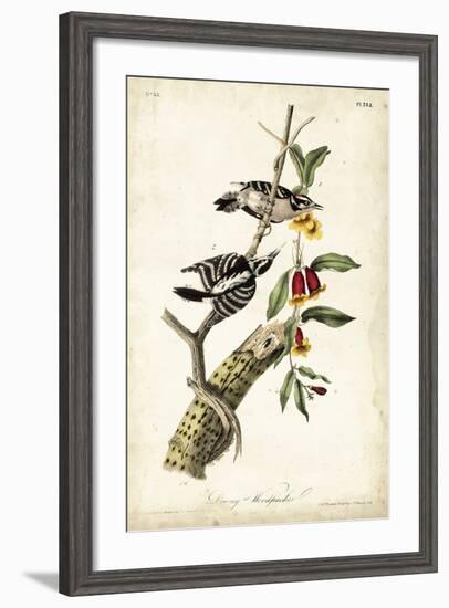 Downy Woodpecker-John James Audubon-Framed Premium Giclee Print