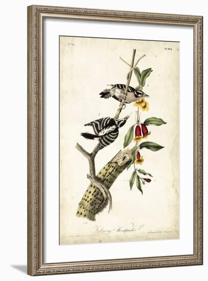 Downy Woodpecker-John James Audubon-Framed Premium Giclee Print