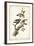 Downy Woodpecker-John James Audubon-Framed Premium Giclee Print