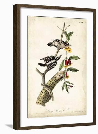 Downy Woodpecker-John James Audubon-Framed Premium Giclee Print