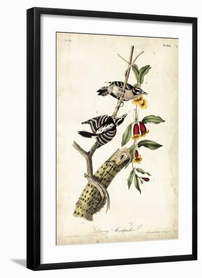 Downy Woodpecker-John James Audubon-Framed Premium Giclee Print