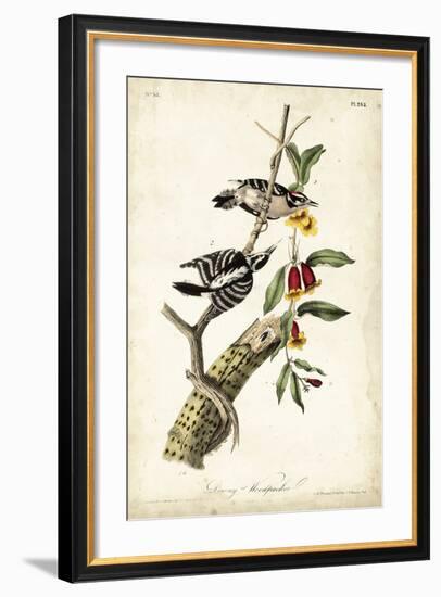 Downy Woodpecker-John James Audubon-Framed Premium Giclee Print