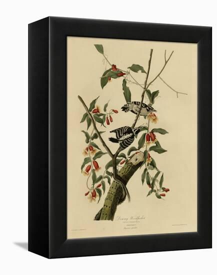 Downy Woodpecker-null-Framed Premier Image Canvas