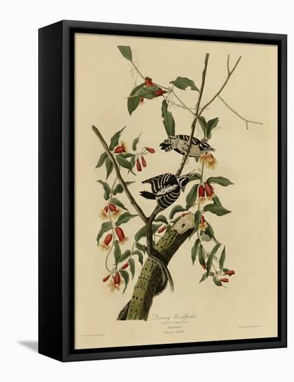 Downy Woodpecker-null-Framed Premier Image Canvas