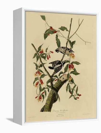 Downy Woodpecker-null-Framed Premier Image Canvas