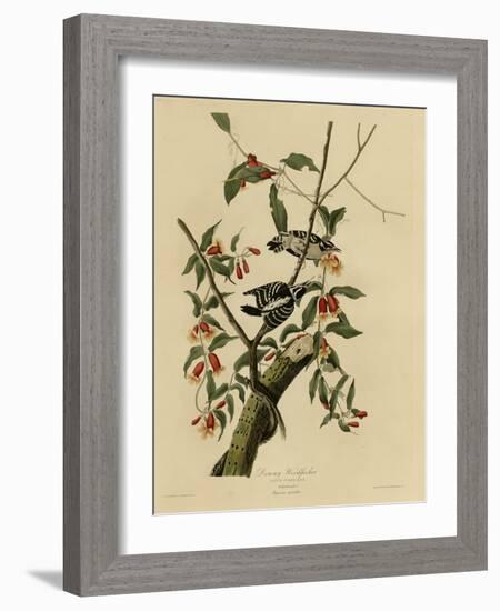Downy Woodpecker-null-Framed Giclee Print