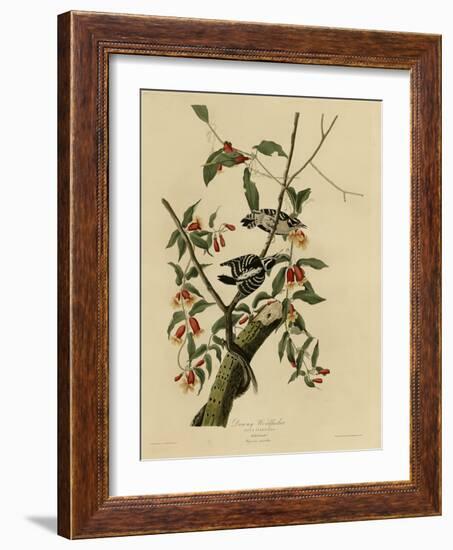 Downy Woodpecker-null-Framed Giclee Print