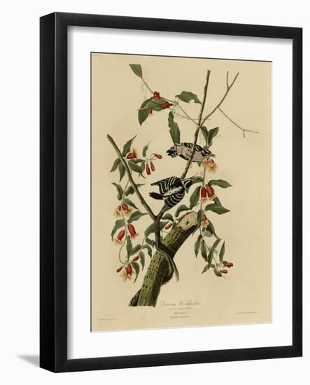 Downy Woodpecker-null-Framed Giclee Print