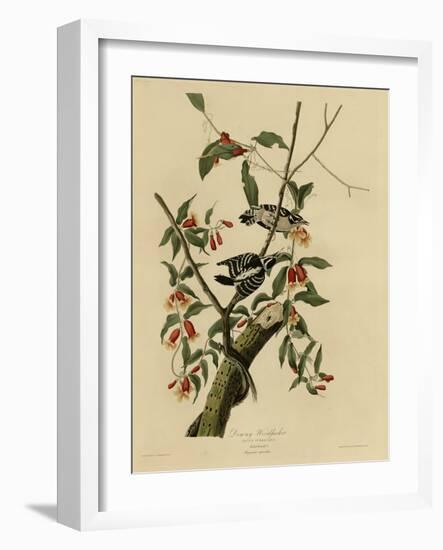 Downy Woodpecker-null-Framed Giclee Print