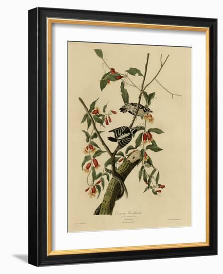 Downy Woodpecker-null-Framed Giclee Print