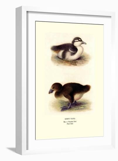 Downy Young Ducks-Henrick Gronvold-Framed Art Print