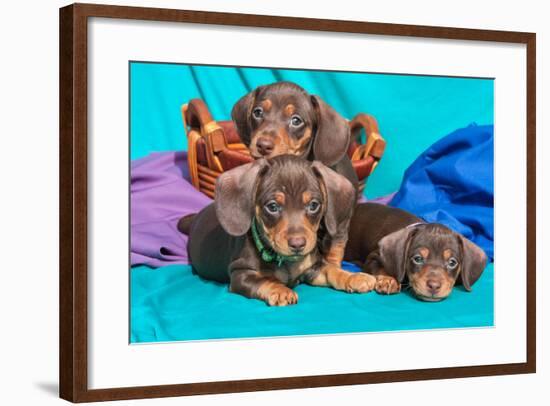 Doxen Puppies-Zandria Muench Beraldo-Framed Photographic Print