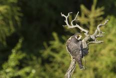 Peregrine Falcon (Falco Peregrinus)-Dr. Axel Gebauer-Photographic Print