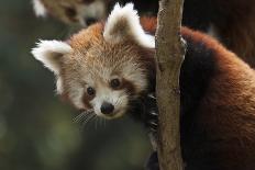 Red Panda (Ailurus Fulgens), Cub In Breeding Den, Captive, Germany, Naturschutz-Tierpark Goerlitz-Dr. Axel Gebauer-Framed Photographic Print