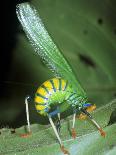 Bush Cricket Threat Display-Dr. George Beccaloni-Premier Image Canvas