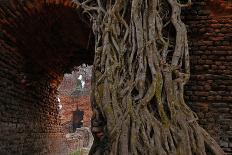 Historical Building in Ishwaripur, Overgrown by a Banyan Tree (Ficus Benghalensis), Bangladesh-Dr. Gertrud Neumann-Denzau-Premier Image Canvas