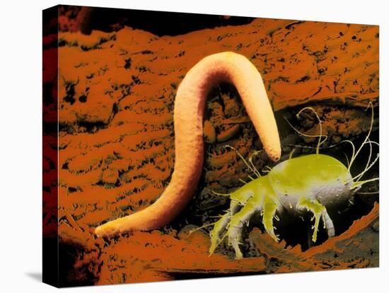 Stretched Canvas Print, , large
